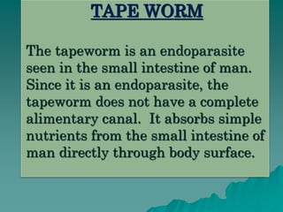 TAPE WORM 
The tapeworm is an endoparasite 
seen in the small intestine of man. 
Since it is an endoparasite, the 
tapeworm does not have a complete 
alimentary canal. It absorbs simple 
nutrients from the small intestine of 
man directly through body surface. 
 
