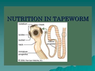 NUTRITION IN TAPEWORM 
 