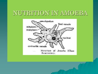 NUTRITION IN AMOEBA 
 
