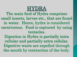 HYDRA 
The main food of Hydra comprises 
small insects, larvae etc., that are found 
in water. Hence, hydra is considered 
carnivorous. Food is captured by using 
tentacles. 
Digestion in Hydra is partially intra 
cellular and partially extra cellular. 
Digestive waste are expelled through 
the mouth by contraction of the body. 
 