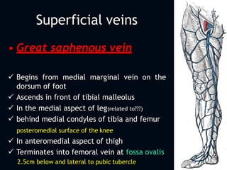 Superficial veins
• Great saphenous vein
 Begins from medial marginal vein on the
dorsum of foot
 Ascends in front of tibial malleolus
 In the medial aspect of leg(related to???)
 behind medial condyles of tibia and femur
posteromedial surface of the knee
 In anteromedial aspect of thigh
 Terminates into femoral vein at fossa ovalis
2.5cm below and lateral to pubic tubercle
 
