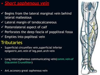 • Short saphenous vein
 Begins from the lateral marginal vein behind
lateral malleolous
 Lateral margin of tendocalcaneous
 Posterolateral aspect of calf
 Perforates the deep fascia of poppliteal fossa
 Empties into popliteal vein
Tributaries
• Superficial circumflex vein,superficial inferior
epigastric,ant.vein of leg,post.arch vein
• Long intersaphenous communicating vein(comm.vein of
Giacomini Cruveilhier)
• Ant.accesory great saphenous vein
 