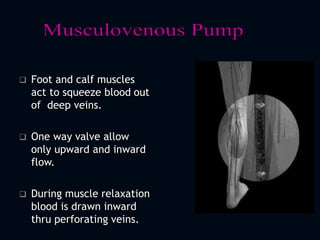  Foot and calf muscles
act to squeeze blood out
of deep veins.
 One way valve allow
only upward and inward
flow.
 During muscle relaxation
blood is drawn inward
thru perforating veins.
 