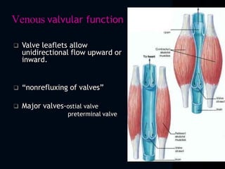  Valve leaflets allow
unidirectional flow upward or
inward.
 “nonrefluxing of valves”
 Major valves-ostial valve
preterminal valve
Venous valvular function
 
