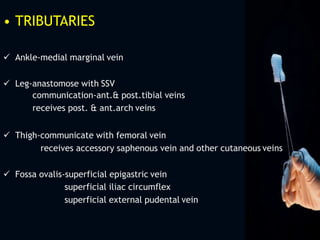 • TRIBUTARIES
 Ankle-medial marginal vein
 Leg-anastomose with SSV
communication-ant.& post.tibial veins
receives post. & ant.arch veins
 Thigh-communicate with femoral vein
receives accessory saphenous vein and other cutaneous veins
 Fossa ovalis-superficial epigastric vein
superficial iliac circumflex
superficial external pudental vein
 