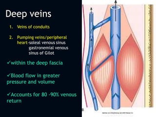 Deep veins
1. Veins of conduits
2. Pumping veins/peripheral
heart-soleal venous sinus
gastronemial venous
sinus of Gilot
within the deep fascia
Blood flow in greater
pressure and volume
Accounts for 80 -90% venous
return
 