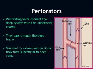 Perforators
• Perforating veins connect the
deep system with the superficial
system
• They pass through the deep
fascia
• ...
