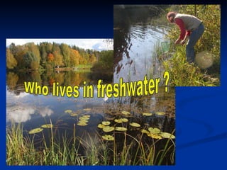 Who lives in freshwater ? 
