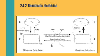 Mecanismos de regulacion del metabolismo del glucogeno