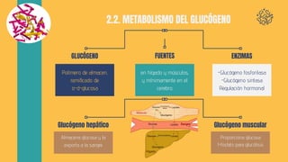 Mecanismos de regulacion del metabolismo del glucogeno
