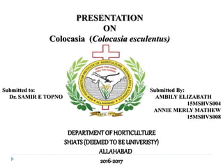 PRESENTATION
ON
Colocasia (Colocasia esculentus)
DEPARTMENTOF HORTICULTURE
SHIATS (DEEMEDTO BE UNIVERISTY)
ALLAHABAD
2016-2017
Submitted to: Submitted By:
Dr. SAMIR E TOPNO AMBILY ELIZABATH
15MSHVS004
ANNIE MERLY MATHEW
15MSHVS008
 