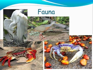 Fauna 