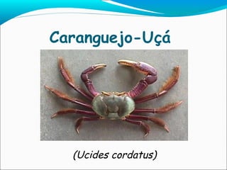 Caranguejo-Uçá  (Ucides   cordatus) 