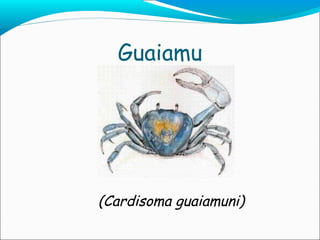 Guaiamu (Cardisoma   guaiamuni) 