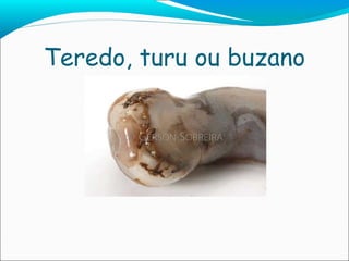 Teredo, turu ou buzano 