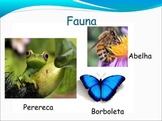 Fauna Fauna Fauna Fauna Fauna Fauna Fauna Fauna Fauna Fauna Fauna Perereca Borboleta Abelha 