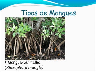 Tipos de Mangues Mangue-vermelho ( Rhizophora mangle) 