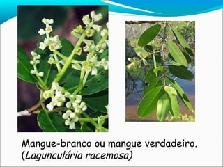 Mangue-branco ou mangue verdadeiro. ( Lagunculária racemosa) 