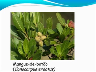 Mangue-de-botão ( Conocarpus erectus) 