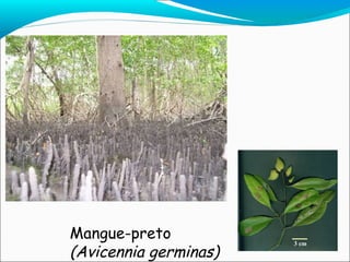 Mangue-preto (Avicennia   germinas) 