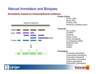 AAAAA
cDNAs
ESTs
Genomic sequence
Protein
Annotation based on transcriptional evidence.
Manual Annotation and Biotypes:
Protein Coding
Known_CDS
Novel_CDS
Putative_CDS
Nonsense_mediated_decay
Transcript
Non_coding
LincRNA
Antisense
Sense intronic
Sense overlapping
3’ overlapping ncRNA
Retained_intron
Putative
Artefact
Pseudogene
Processed_pseudogene
Unprocessed_pseudogene
Transcribed_processed
Transcribed_unprocessed
Unitary_pseudogene
Polymorphic_pseudogene
 