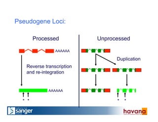 Pseudogene Loci:
Unprocessed
Duplication
Reverse transcription
and re-integration
AAAAAA
Processed
AAAAAA
* * **
 