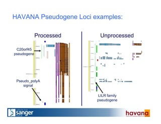 HAVANA Pseudogene Loci examples:
UnprocessedProcessed
C20orf45
pseudogene
LILR family
pseudogene
Pseudo_polyA
signal
 