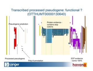 Transcribed processed pseudogene: functional ?
(OTTHUMT00000130640)!
Processed pseudogene
Poly-A annotation
EST evidence
- some 100%
Protein evidence -
contains stop
codons
Pseudogene prediction
 