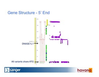 Gene Structure - 5’ End
DNASE1L1
All variants share ATG
 