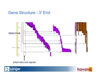 Gene Structure - 3’ End
polyA sites and signals
RBM12
 