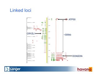Linked loci
ATP50
DONSON
CRYZL1
~300kb
 