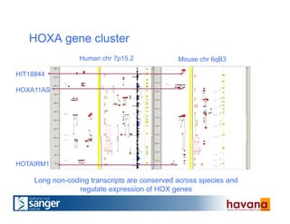 HOXA gene cluster
Human chr 7p15.2 Mouse chr 6qB3
HIT18844
HOXA11AS
HOTAIRM1
Long non-coding transcripts are conserved across species and
regulate expression of HOX genes
 