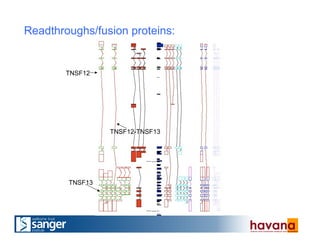 TNSF12
TNSF13
TNSF12-TNSF13
Readthroughs/fusion proteins:
 