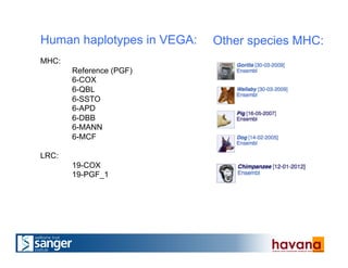 Human haplotypes in VEGA:
MHC:
Reference (PGF)
6-COX
6-QBL
6-SSTO
6-APD
6-DBB
6-MANN
6-MCF
LRC:
19-COX
19-PGF_1
Other species MHC:
 