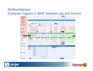 Multicontigview:
Compare regions in MHC between pig and human
 
