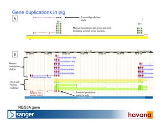 A	
  
B	
  
Manual annotations (in green and red),
including several splice variants.
Ensembl prediction
track
Ensembl prediction
track (in red)
DNA and
Protein
evidence	
  
Manual
Annotation
(DAS)
Gene duplications in pig
REG3A gene
 