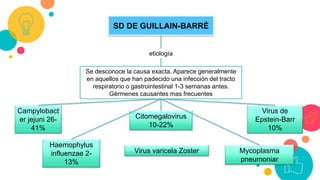 SD DE GUILLAIN-BARRÉ
etiología
Se desconoce la causa exacta. Aparece generalmente
en aquellos que han padecido una infección del tracto
respiratorio o gastrointestinal 1-3 semanas antes.
Gérmenes causantes mas frecuentes
Campylobact
er jejuni 26-
41%
Citomegalovirus
10-22%
Virus de
Epstein-Barr
10%
Haemophylus
influenzae 2-
13%
Virus varicela Zoster Mycoplasma
pneumoniar
 