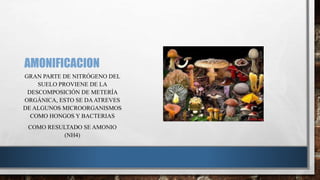 AMONIFICACION 
GRAN PARTE DE NITRÓGENO DEL 
SUELO PROVIENE DE LA 
DESCOMPOSICIÓN DE METERÍA 
ORGÁNICA, ESTO SE DA ATREVES 
DE ALGUNOS MICROORGANISMOS 
COMO HONGOS Y BACTERIAS 
COMO RESULTADO SE AMONIO 
(NH4) 
 