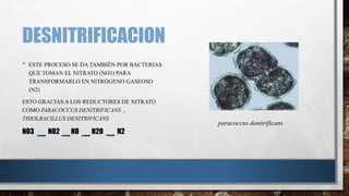 DESNITRIFICACION 
• ESTE PROCESO SE DA TAMBIÉN POR BACTERIAS 
QUE TOMAN EL NITRATO (NO3) PARA 
TRANSFORMARLO EN NITRÓGENO GASEOSO 
(N2) 
ESTO GRACIAS A LOS REDUCTORES DE NITRATO 
COMO PARACOCCUS DENITRIFICANS , 
THIOLBACILLUS DENITRIFICANS 
NO3 NO2 NO N2O N2 
paracoccus denitrificans 
 