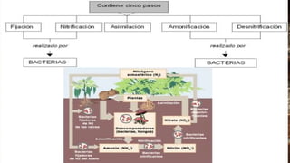 Ingenieria Agronomica