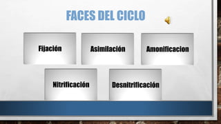FACES DEL CICLO 
Fijación 
Nitrificación 
Asimilación Amonificacion 
Desnitrificación 
 