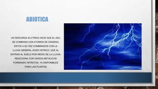 ABIOTICA 
UN DESCARGA ELCTRICA HACE QUE EL (N2), 
SE COMBIANA CON ATOMOS DE OXIGENO, 
ESTOS A SU VEZ COMBINADOS CON LA 
LLUVIA GENERAL ACIDO NITRICO, QUE AL 
ENTRAR AL SUELO POR MEDIO DE LA LLUVIA, 
REACCIONA CON OXIDOS METALICOS 
FORMANDO NITRATOS, YA DISPONIBLES 
PARA LAS PLANTAS 
 