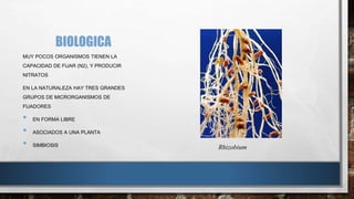 BIOLOGICA 
MUY POCOS ORGANISMOS TIENEN LA 
CAPACIDAD DE FIJAR (N2), Y PRODUCIR 
NITRATOS 
EN LA NATURALEZA HAY TRES GRANDES 
GRUPOS DE MICRORGANISMOS DE 
FIJADORES 
• EN FORMA LIBRE 
• ASOCIADOS A UNA PLANTA 
• SIMBIOSIS Rhizobium 
 