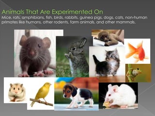 Animals That Are Experimented OnMice, rats, amphibians, fish, birds, rabbits, guinea pigs, dogs, cats, non-human primates like humans, other rodents, farm animals, and other mammals. 