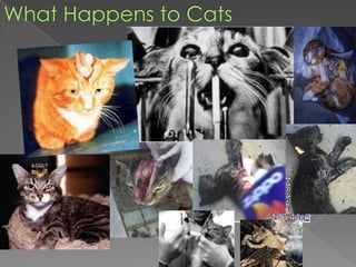 What Happens to Cats
