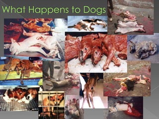What Happens to Dogs