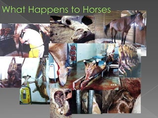 What Happens to Horses