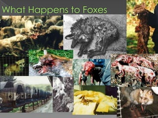 What Happens to Foxes