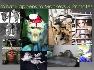 What Happens to Monkeys & Primates