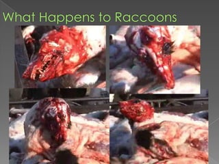 What Happens to Raccoons